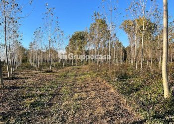 Foto 16 - Terreno agricolo Magenta - foto 15