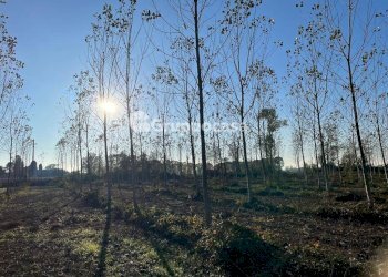 Foto 17 - Terreno agricolo Magenta - foto 16