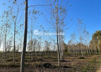 Foto 18 - Terreno agricolo Magenta - foto 17