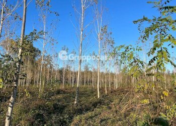 Foto 19 - Terreno agricolo Magenta - foto 18