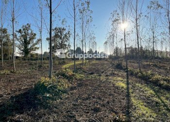 Foto 20 - Terreno agricolo Magenta - foto 19