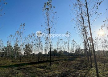 Foto 21 - Terreno agricolo Magenta - foto 20