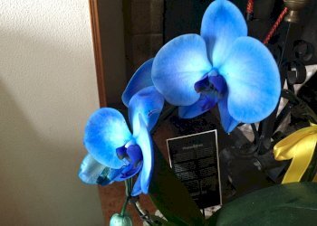 Foto 7 - Appartamento Cupramontana - foto 7