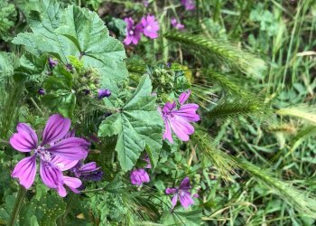 Foto 19 - Casa indipendente località fondiglie, Sassoferrato - foto 19