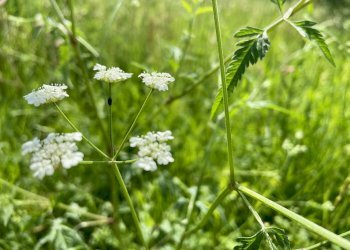 Foto 16 - Rustico via valle, Belvedere Ostrense - foto 16