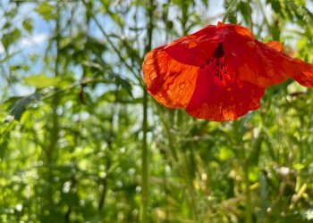 Foto 17 - Rustico via valle, Belvedere Ostrense - foto 17