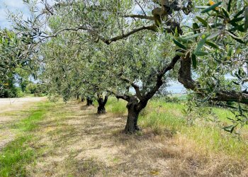 Foto 9 - Rustico via santa lucia, Belvedere Ostrense - foto 9