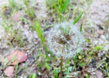 Foto 4 - Rustico via antico, Belvedere Ostrense - foto 4