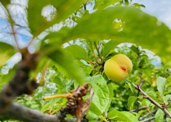 Foto 8 - Rustico via antico, Belvedere Ostrense - foto 8