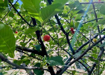 Foto 12 - Rustico via antico, Belvedere Ostrense - foto 12