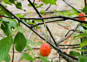 Foto 13 - Rustico via antico, Belvedere Ostrense - foto 13