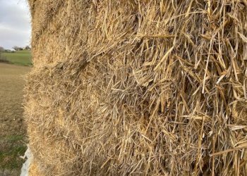 Foto 10 - Rustico Ostra - foto 10