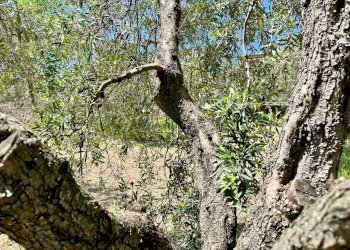 Foto 7 - Terreno agricolo via valle, Monte San Pietrangeli - foto 7