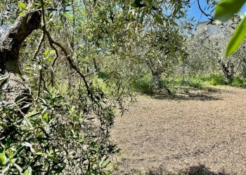 Foto 8 - Terreno agricolo via valle, Monte San Pietrangeli - foto 8