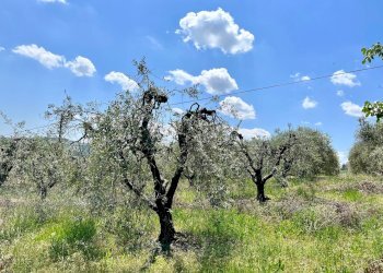 Foto 9 - Terreno agricolo via valle, Monte San Pietrangeli - foto 9