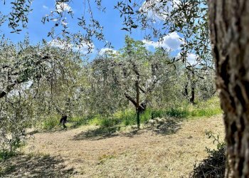Foto 10 - Terreno agricolo via valle, Monte San Pietrangeli - foto 10
