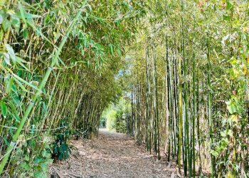 Foto 34 - Attic via madonna del piano
 
112, Corinaldo - photo 34