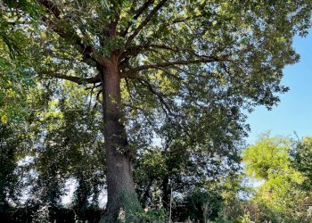 Foto 35 - Attic via madonna del piano
 
112, Corinaldo - photo 35