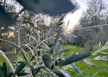 Foto 11 - Rustico via Malviano, Monte San Vito - foto 11