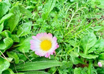 Foto 29 - Appartamento Via Gian Battista Vico, Senigallia - foto 29