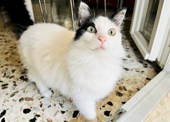 Foto 5 - Appartamento via Gian Battista Vico, Senigallia - foto 5