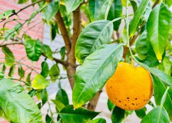 Foto 21 - Casa semi indipendente via Gian Battista Vico, Senigallia - foto 21