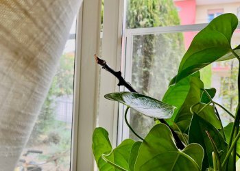 Foto 27 - Casa semi indipendente via Gian Battista Vico, Senigallia - foto 27