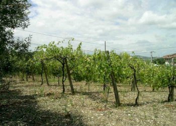 Foto 13 - Rustic contrada collevecchio, Ripatransone - photo 13