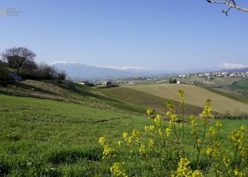 Foto 24 - Rustic Contrada S. Lazzaro, Offida - photo 24