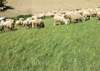 Foto 2 - Terreno agricolo Castorano - foto 2