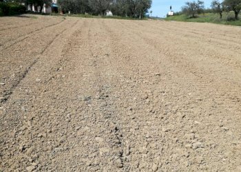 Foto 3 - Terreno agricolo Castorano - foto 3