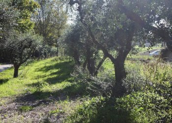 Foto 11 - Rustico Contrada Collina, Monterubbiano - foto 11