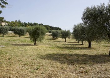 Foto 9 - Terreno edificabile via Cuprense, Grottammare - foto 9