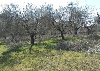 Foto 6 - Terreno edificabile Via Villa Morganti, Colli del Tronto - foto 6