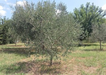 Foto 7 - Rustico Contrada Lava, Offida - foto 7