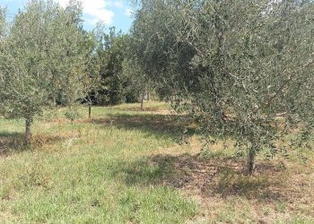 Foto 8 - Rustico Contrada Lava, Offida - foto 8