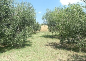 Foto 9 - Rustico Contrada Lava, Offida - foto 9