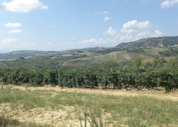 Foto 10 - Rustico Contrada Lava, Offida - foto 10