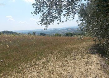 Foto 11 - Rustico Contrada Lava, Offida - foto 11