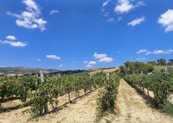 Foto 12 - Rustico Contrada Lava, Offida - foto 12