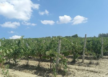 Foto 13 - Rustico Contrada Lava, Offida - foto 13