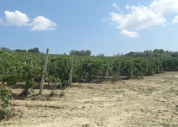 Foto 14 - Rustico Contrada Lava, Offida - foto 14