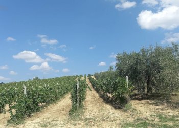 Foto 15 - Rustico Contrada Lava, Offida - foto 15