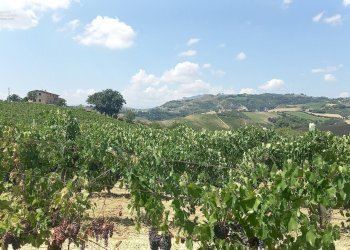 Foto 21 - Rustico Contrada Lava, Offida - foto 21