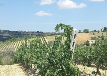 Foto 23 - Rustico Contrada Lava, Offida - foto 23