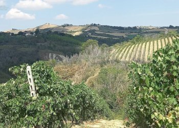 Foto 24 - Rustico Contrada Lava, Offida - foto 24