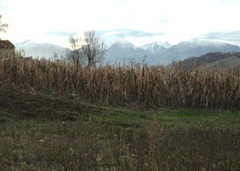 Foto 34 - Rustic C.da Cese, Force - photo 34