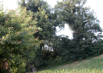 Foto 45 - Rustic C.da Cese, Force - photo 45