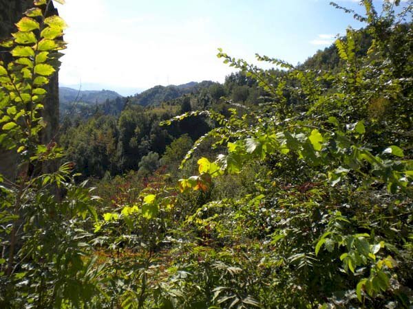 Foto 2 - Rustico Loc. Settecarpini
 
snc, Comunanza - foto 2