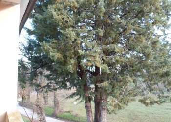 Foto 18 - Rustic C.da Ripacorvara, Force - photo 18